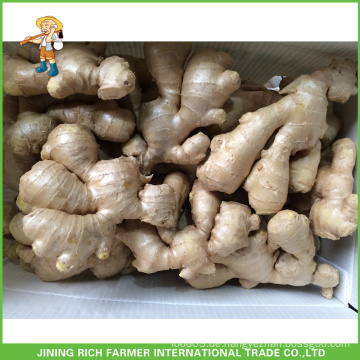 5kg Box Ginger nach Marokko Algerien Ginger Air Dry Ginger